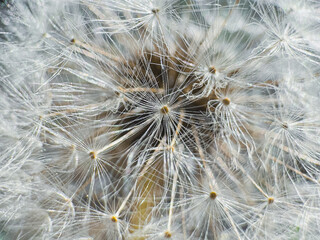 A captivating macro view showcasing the delicate, radiating filaments of a dandelion seed head,...