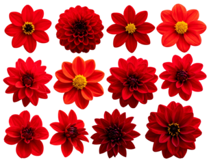 Selection of beautiful various red flowers isolated on transparent background  