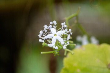 Vibrant white snake gourd flowers (Trichosanthes cucumerina) in full bloom within a lush vegetable...