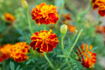 Vibrant Orange and Red French Marigold Flowers Blooming in Summer Garden with Green Foliage and Unopened Bud in Soft Focus