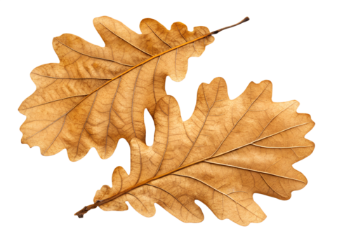 Yellow maple leaf isolated on white background in autumn colors