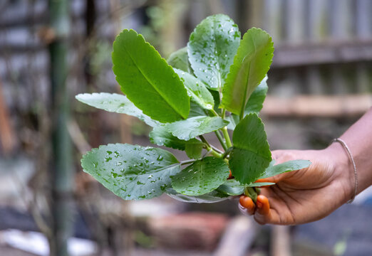 Fresh Kalanchoe pinnata (Pathorkuchi, Patharchatta, Air Plant) leaves in female hand. Close-up of this miracle leaf or life plant with a soft background.