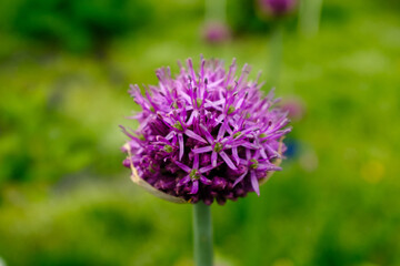 Close-Up of Allium Giganteum Flowerhead – Vibrant Purple Ornamental Onion Bloom in Garden with Soft Green Background, Perfect for Landscaping and Pollinator-Friendly Gardens