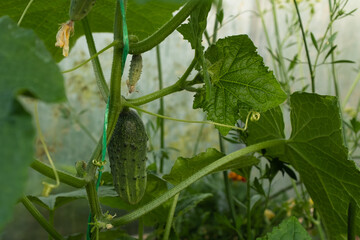 Fresh Cucumbers Growing on Vine – Green Cucumber Plant with Large Leaves and Yellow Flowers for publication, poster, calendar, post, screensaver, wallpaper, cover, website. High quality photography