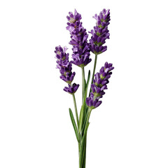 Naklejka premium Close-up of vibrant purple lavender sprigs (1)