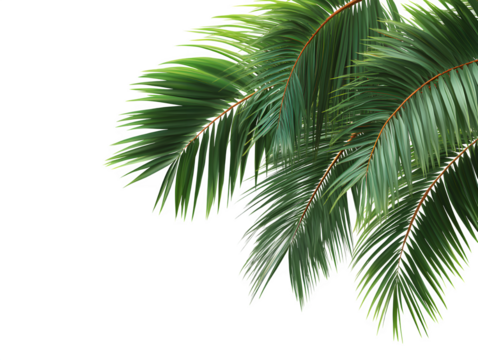 Green Palm Fronds with Realistic Details PNG