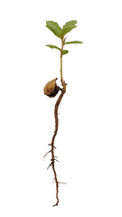 Young oak seedling sprouting from an acorn, with early leaves and roots visible.