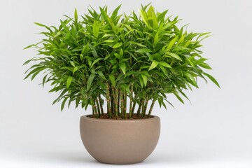Lush green dracaena compacta plant with many slender stalks and vibrant leaves in a simple modern pot on a white background