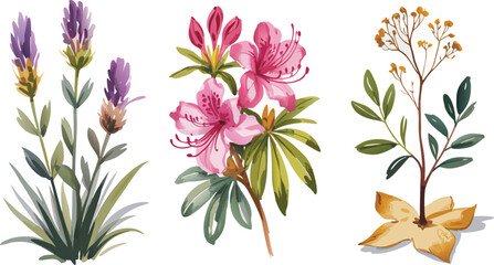 Watercolor Illustration of Lavender, Azalea, and Goldenrod Flowers Isolated on White Background