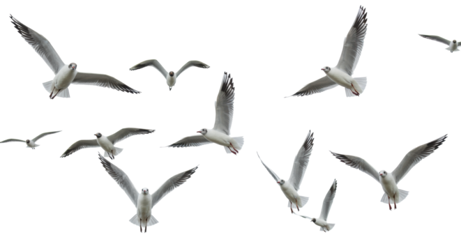 A flock of common seagulls, transparent and light grey with black wingtips, in dynamic flight poses, isolated on a transparent studio background with copy space, showcasing a concept of avian