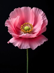 Close up of a single pink poppy flower with a green center on a black background studio shot
