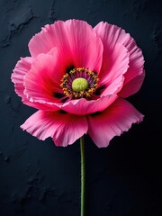 A single pink poppy flower with a green center against a dark textured background in a studio shot