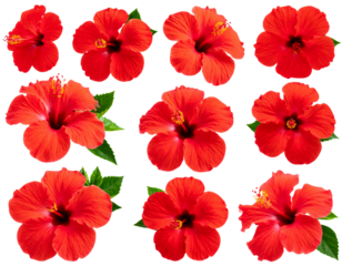 Set of tropical red hibiscus flowers isolated on transparent background