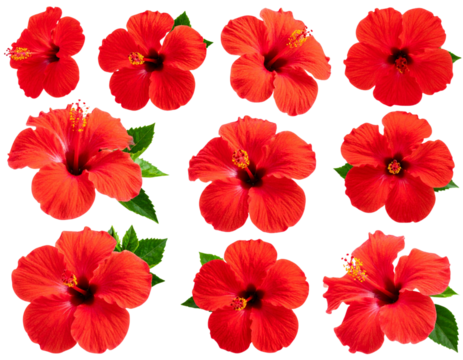 Set of tropical red hibiscus flowers isolated on transparent background - Powered by Adobe