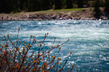 Vibrant Riverbank Foliage with Rapids in Yellowstone