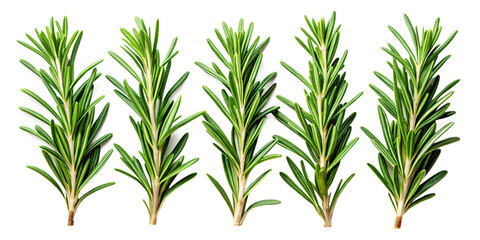 Fototapeta premium Fresh Rosemary Sprigs Isolated on Black Background for Culinary and Herbal Use