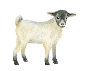 Baby goat watercolor isolated illustration. Cute farm animal cub in realistic style and black and white colors for rural village designs and countryside scenes. Domestic livestock clip art