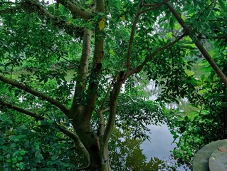 Fototapeta premium Lush green branches and fresh foliage create a serene outdoor scene, symbolizing tranquility, growth, and vitality. 