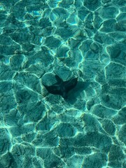 Manta ray in the Maldivian waters