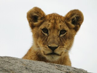 lion cub in the serengeti national park