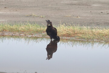 great crested grebe