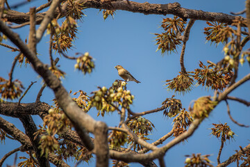 Common Rosefinch (Female) Bathed in Spring Light on Budding Branch