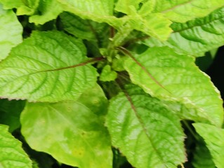 Close-up of green leaves highlighting natural beauty and freshness