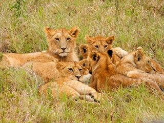 lions in the serengeti national park © Mt. Cape