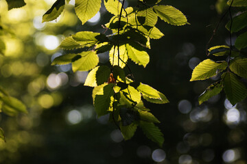 green leaves background in sunny day with sunbeams and lens flare