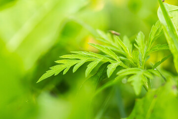 green grass background