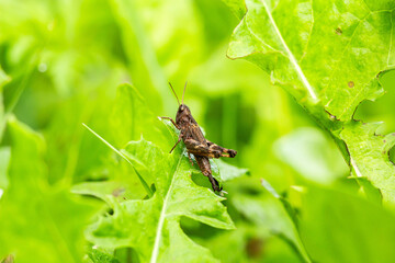 dragonfly on a leaf