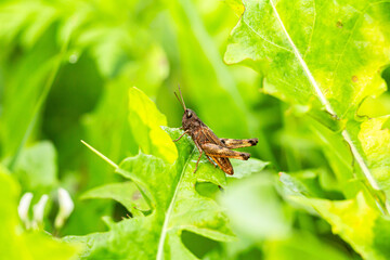 grasshopper on a leaf