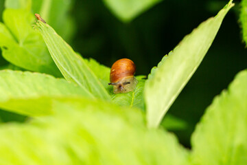 ladybug on leaf