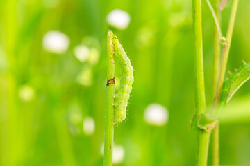 green grass with dew