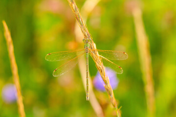 dragonfly on a green leaf