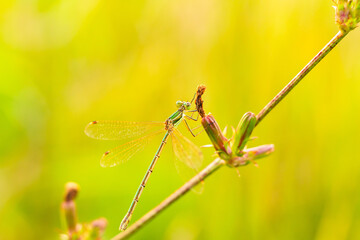 grasshopper on a leaf