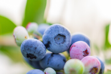 blueberries on a branch
