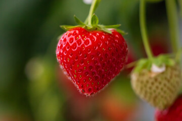 strawberries in the garden