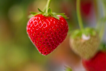 strawberries in the garden