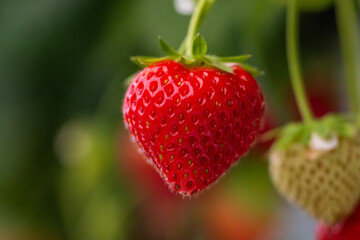 strawberries in the garden