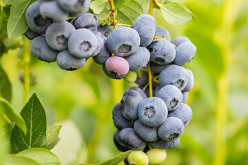 blueberries on a branch