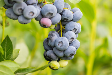 blueberries on a branch