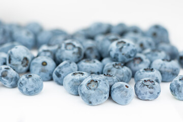 blueberries in the forest