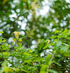 European honeysuckle, or woodbine yellowish flowers and pink buds and bright green foliage.. Climbing ornamental plant