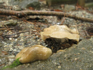 Tricholoma terreum mushrooms with moist caps in Korean woodland