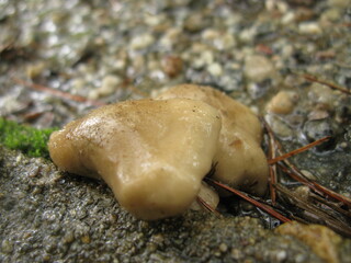 Macro of young Tricholoma terreum mushrooms sprouting from soil