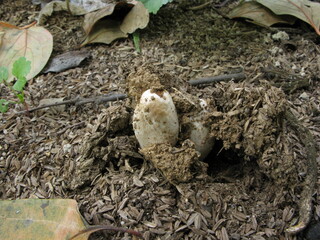 Close-up of mature puffball mushroom Lycoperdon perlatum releasing spores