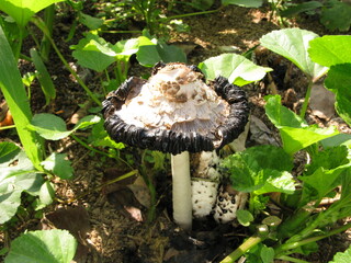 Mature Shaggy Ink Cap mushroom with dissolving black gills