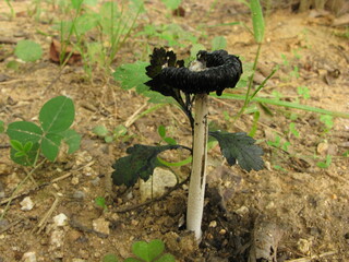 Coprinus comatus mushroom with dark, inky cap remnants growing on soil, showing late-stage...