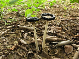 Two Coprinus comatus mushrooms side by side, standing tall with dark inky rims in forest floor...